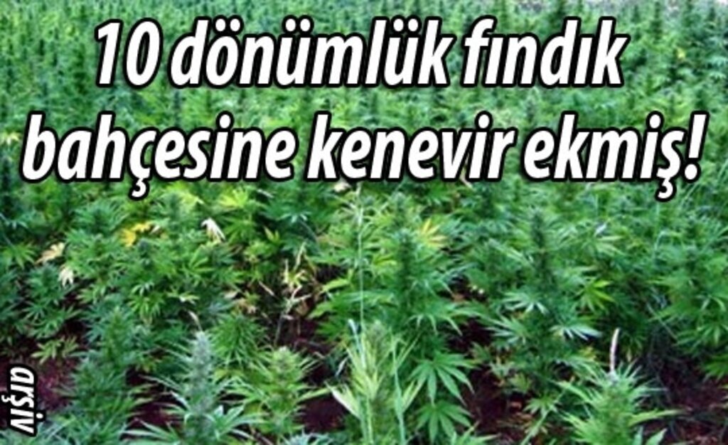 Terme'de uyuşturucu operasyonu