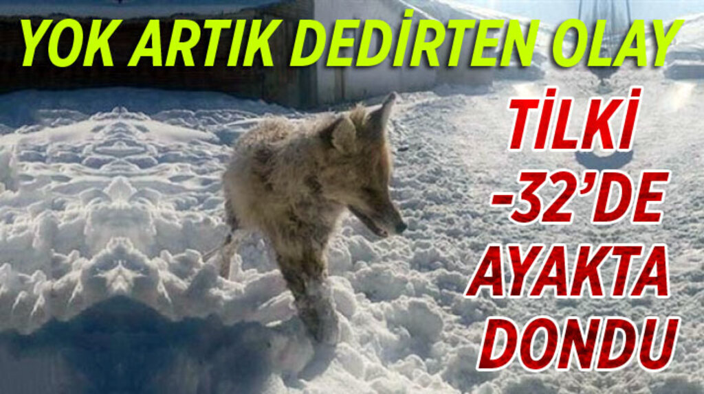 Tilki soğuktan ayakta dondu!