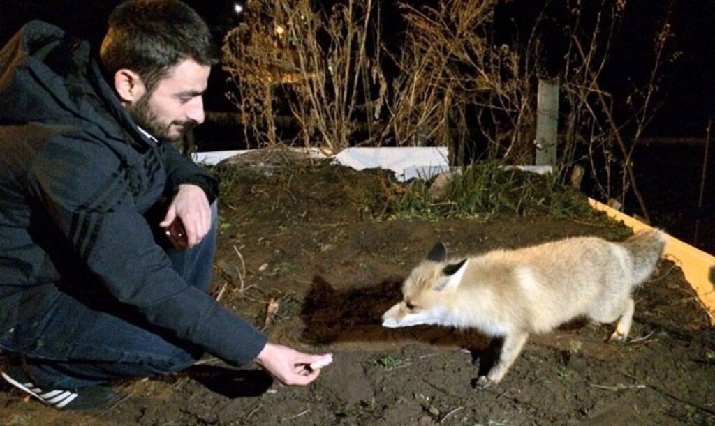 Tilkiyi elleriyle besliyor