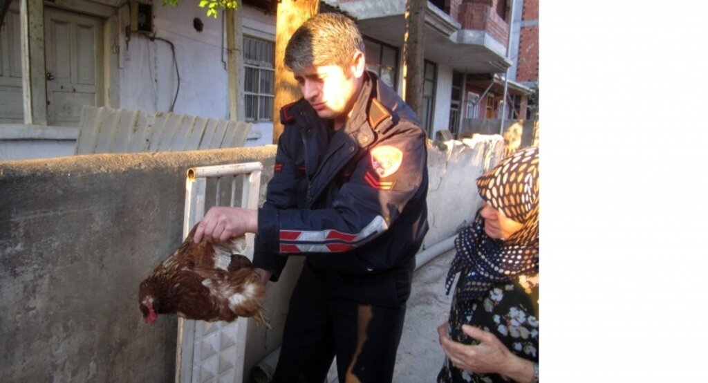 Tokat'ta tavuk kurtarma operasyonu