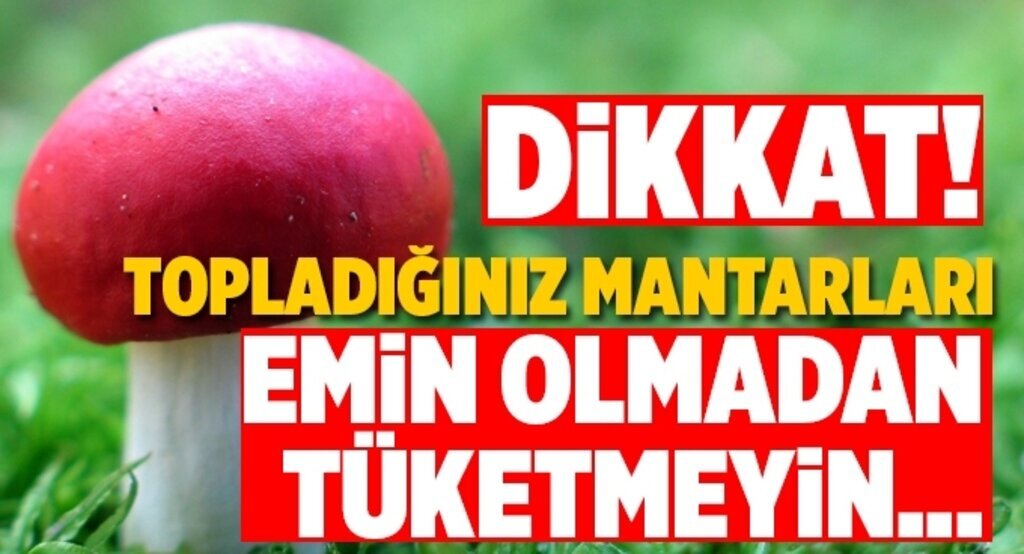 Topladığınız mantarları emin olmadan tüketmeyin!