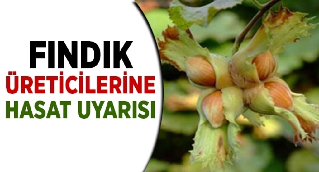 TTB'den fındık üreticilerine hasat uyarısı