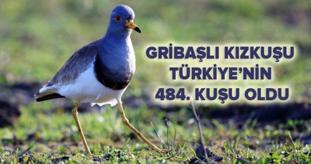 Türkiye'de yeni bir kuş türü Samsun'da bulundu