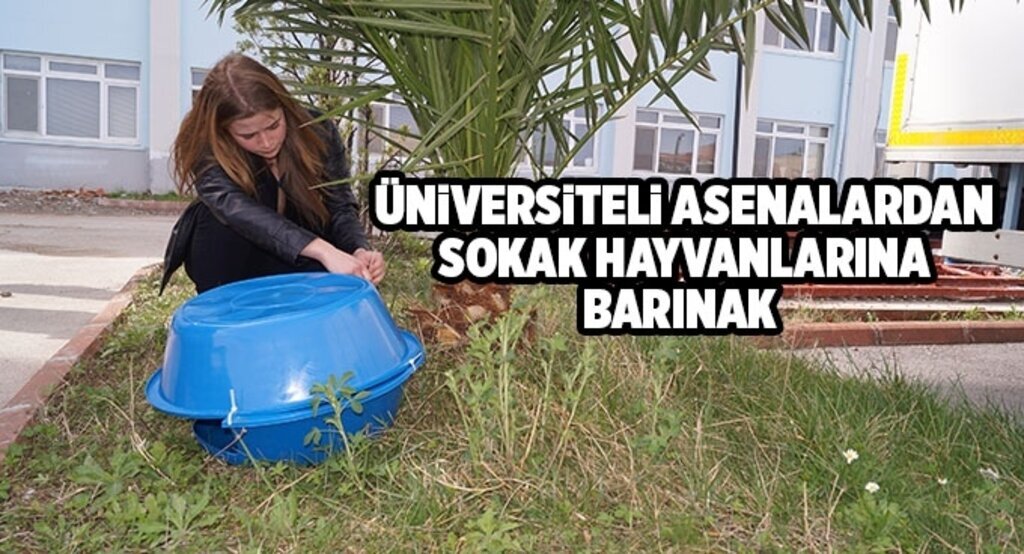 Üniversiteli Asenalardan sokak hayvanlarına barınak