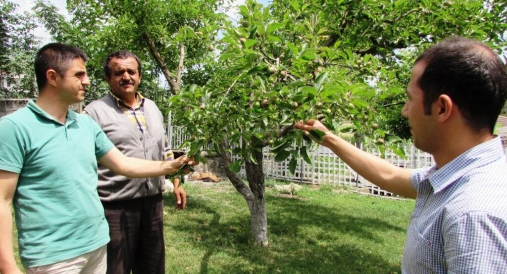 Üreticilere elma iç kurdu uyarısı