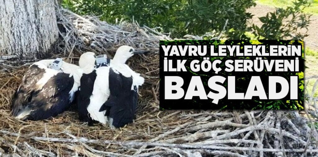 Uydudan izlenen leyleklerin ilk göç yeri İsrail