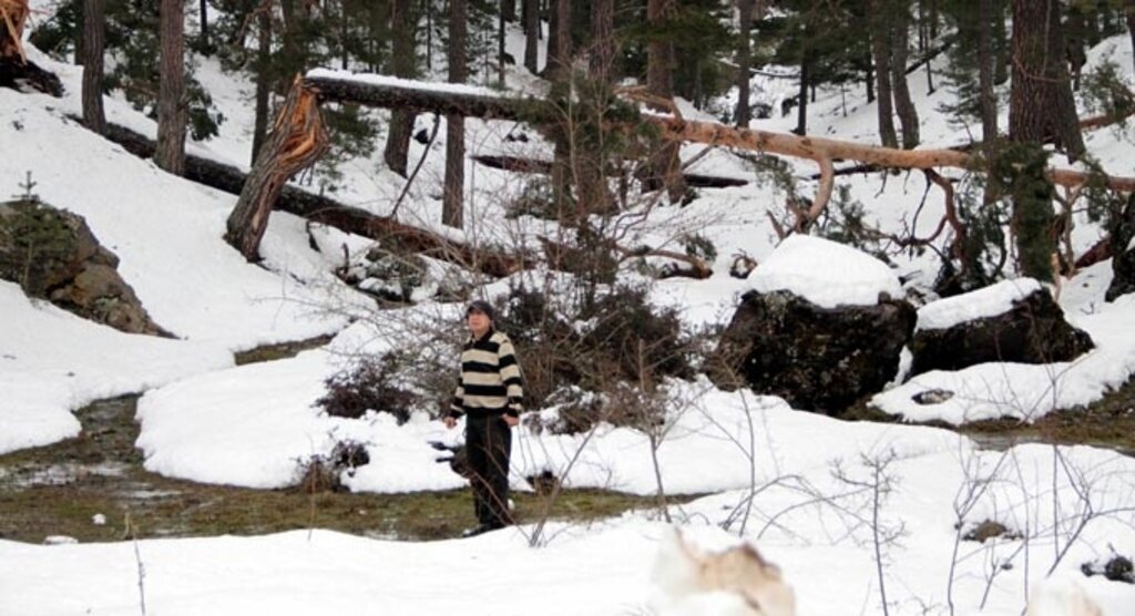 Vezirköprü'de aşırı kar yağışı çam ağaçlarını devirdi