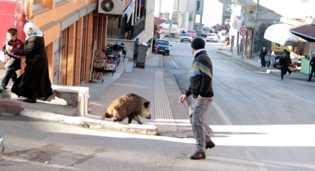 Yaban domuzu şehre indi ortalık karıştı