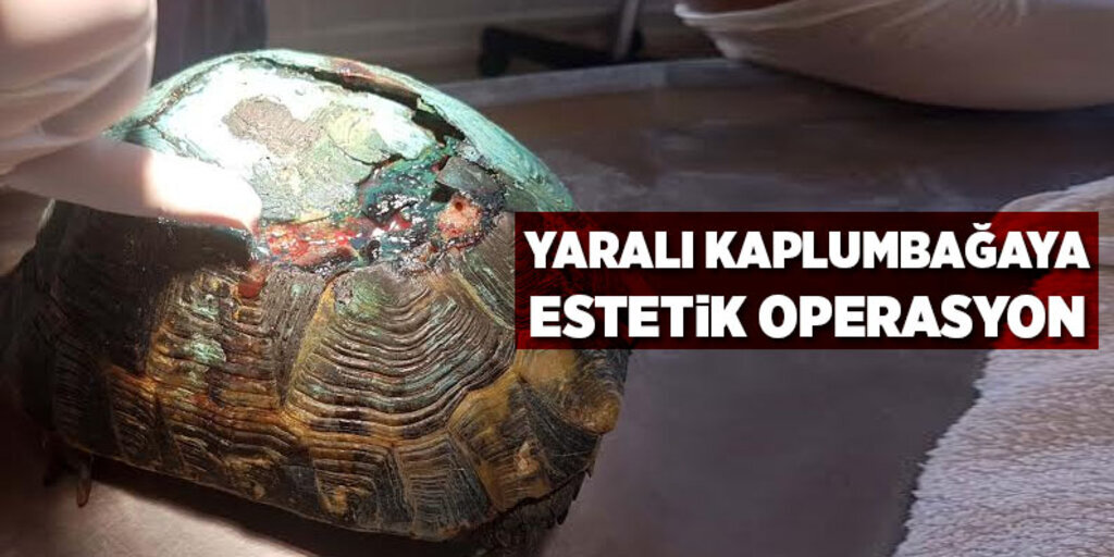 Yaralı kaplumbağaya estetik operasyon