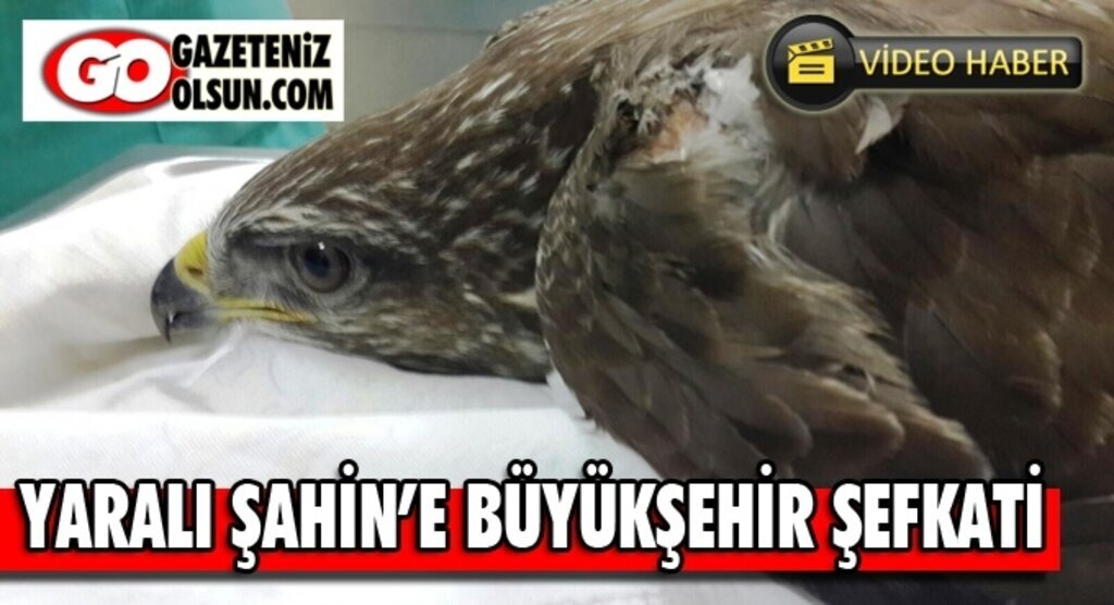 Yaralı Şahin'e Büyükşehir şefkati