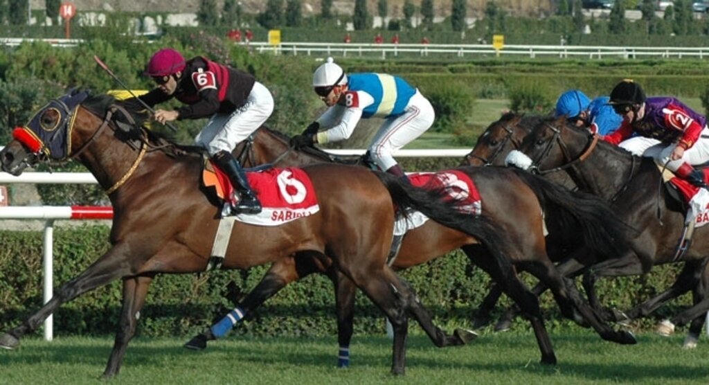 Yarış atlarına Samsun'da özel tedavi