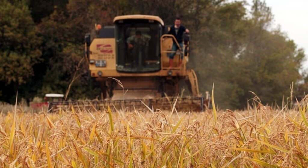 Yaz sıcaklığı çeltik üretimini vurdu
