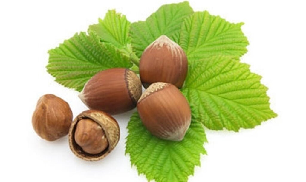 'Yeşil altın'ın fiyatı 6 ayda 3 katına çıktı