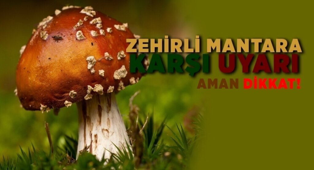 Zehirli mantara karşı uyarı
