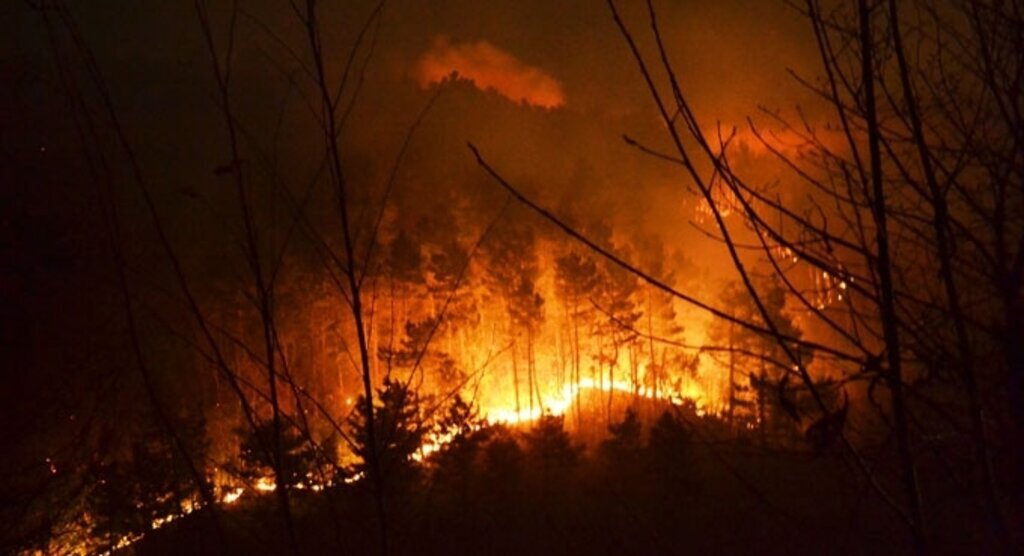Zonguldak'da orman yangını