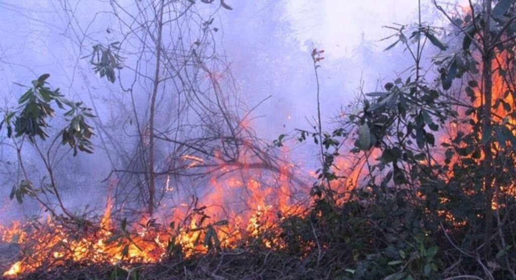 Zonguldak'taki orman yangını