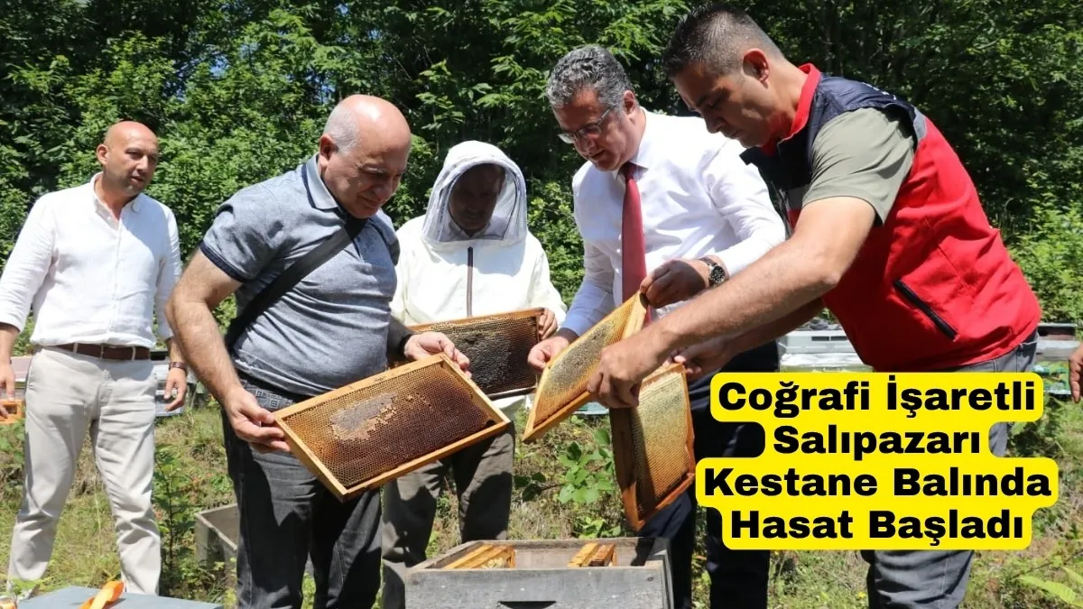 Salıpazarı'nda Kestane Balı Hasatı Başladı