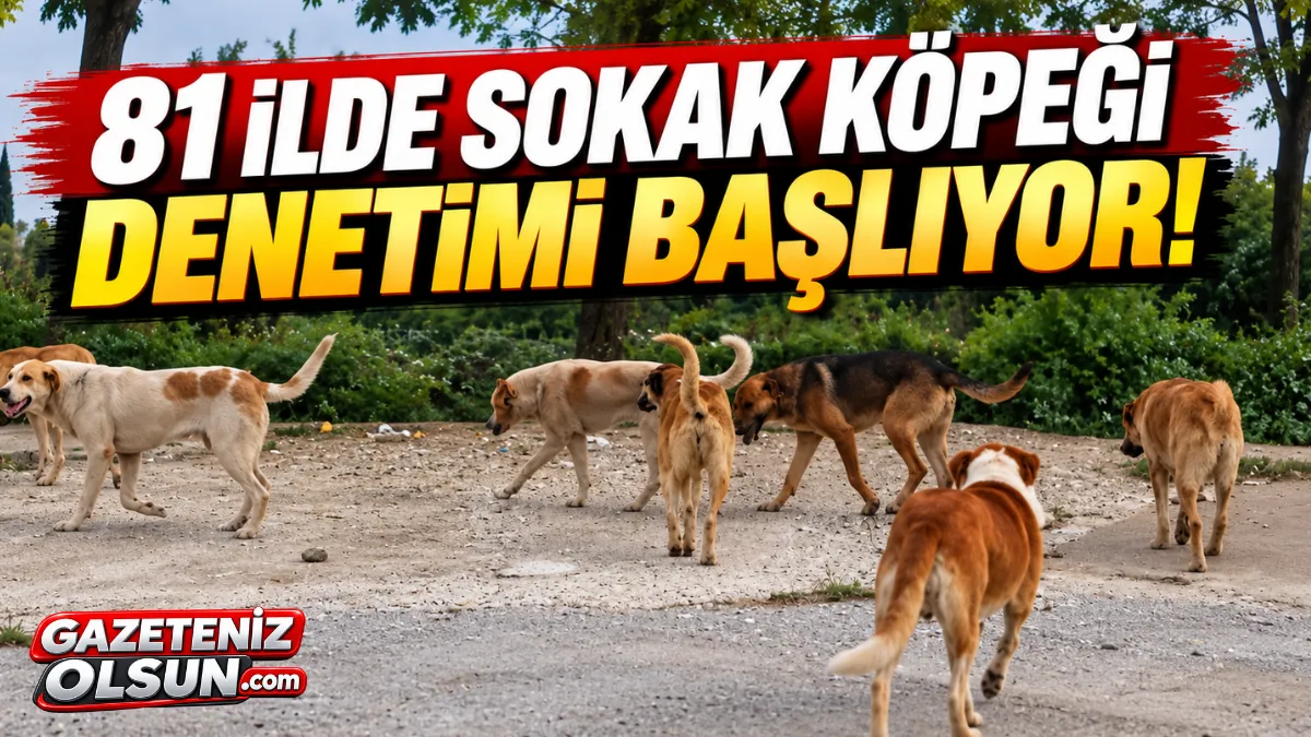 81 İlde Sokak Köpeği Denetimi Başlıyor! Müfettişler Sahaya İniyor