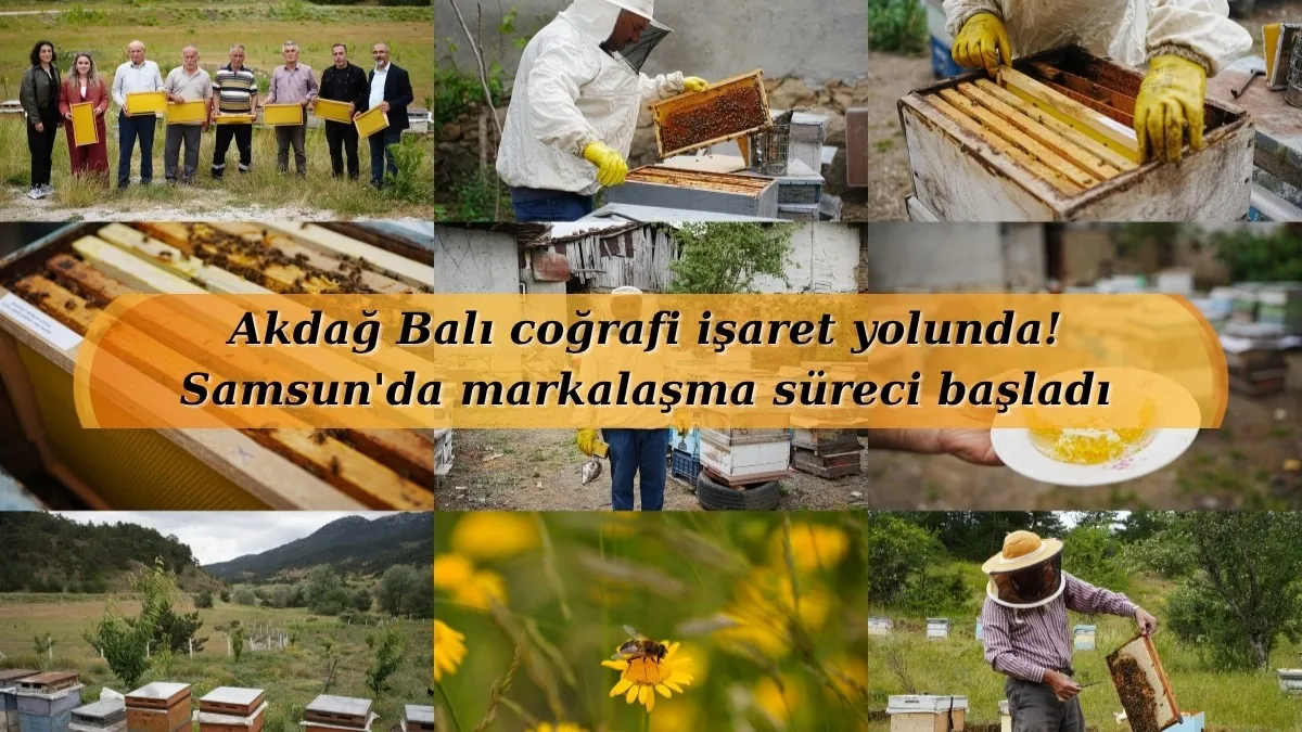 Akdağ Balı coğrafi işaret yolunda! Samsun'da markalaşma süreci başladı