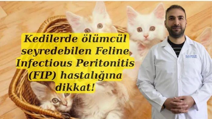 FIP hastalığı nedir? Kedilerde FIP Belirtileri Nelerdir? Doç. Dr. Çağatay Esin bilgilendirdi!