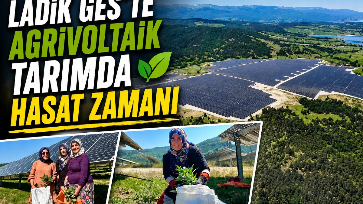 Ladik Ges'te agrivoltaik tarımda hasat zamanı