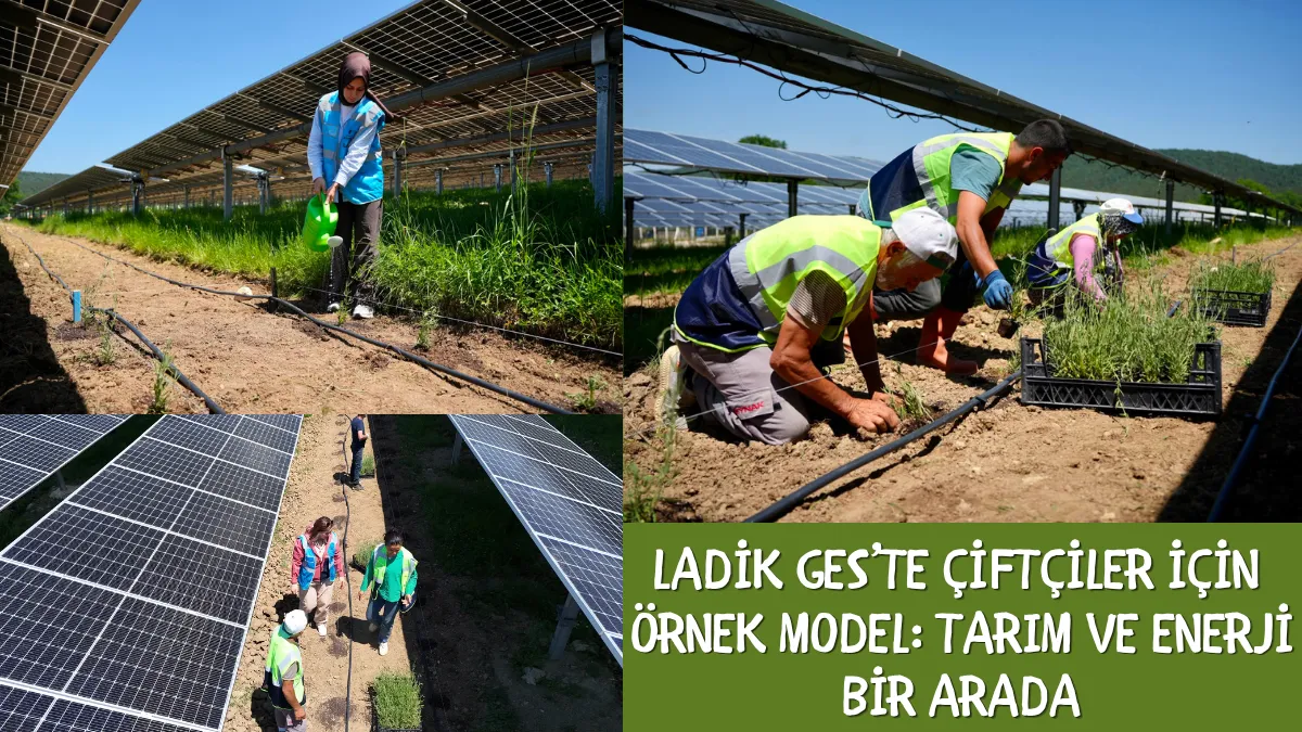 Ladik GES'te çiftçilet için örnek model: Tarım ve Enerji bir arada