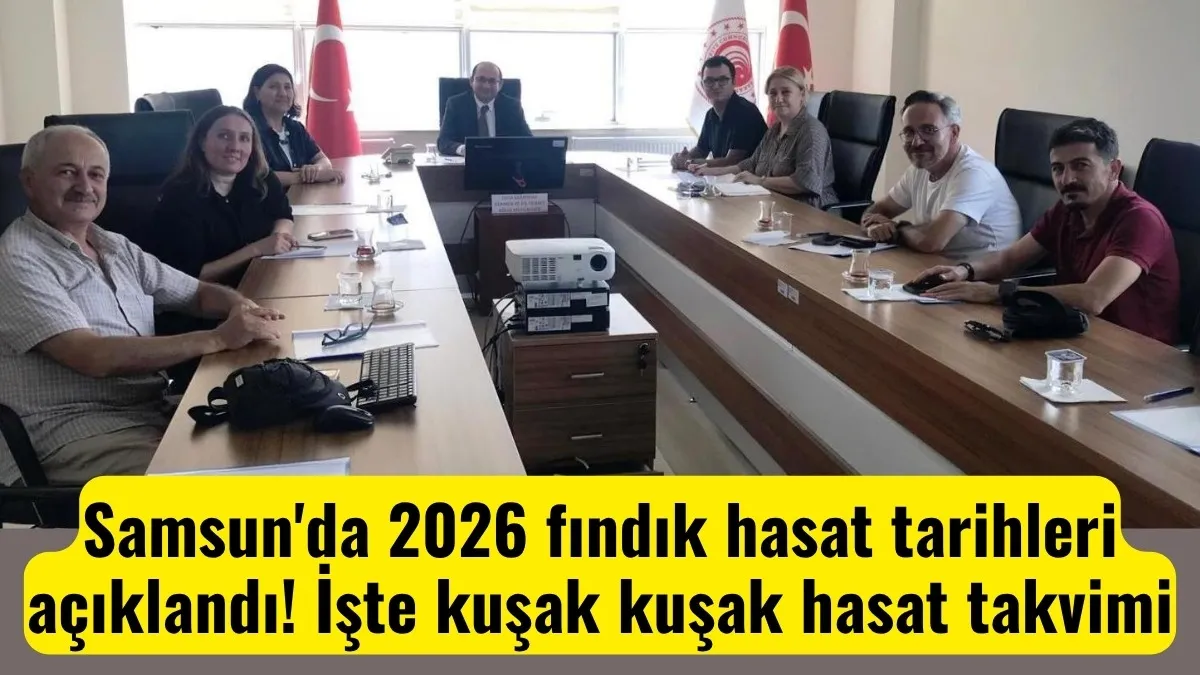 Samsun'da 2026 fındık hasat tarihleri açıklandı! İşte kuşak kuşak hasat takvimi