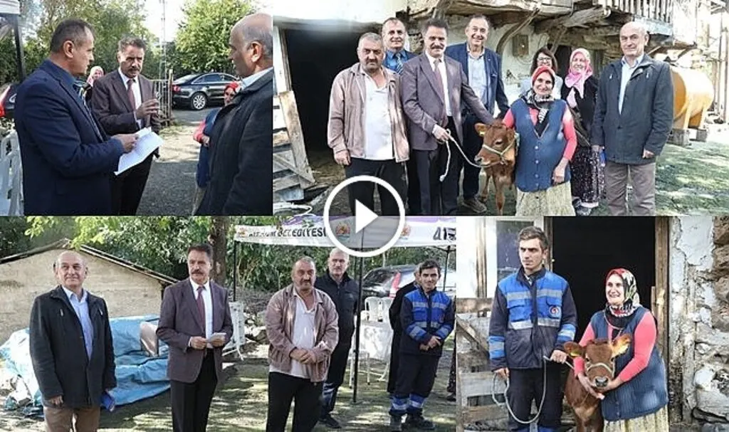 Jersey buzağıları Atakum'da ihtiyaç sahiplerine verilmeye başlandı