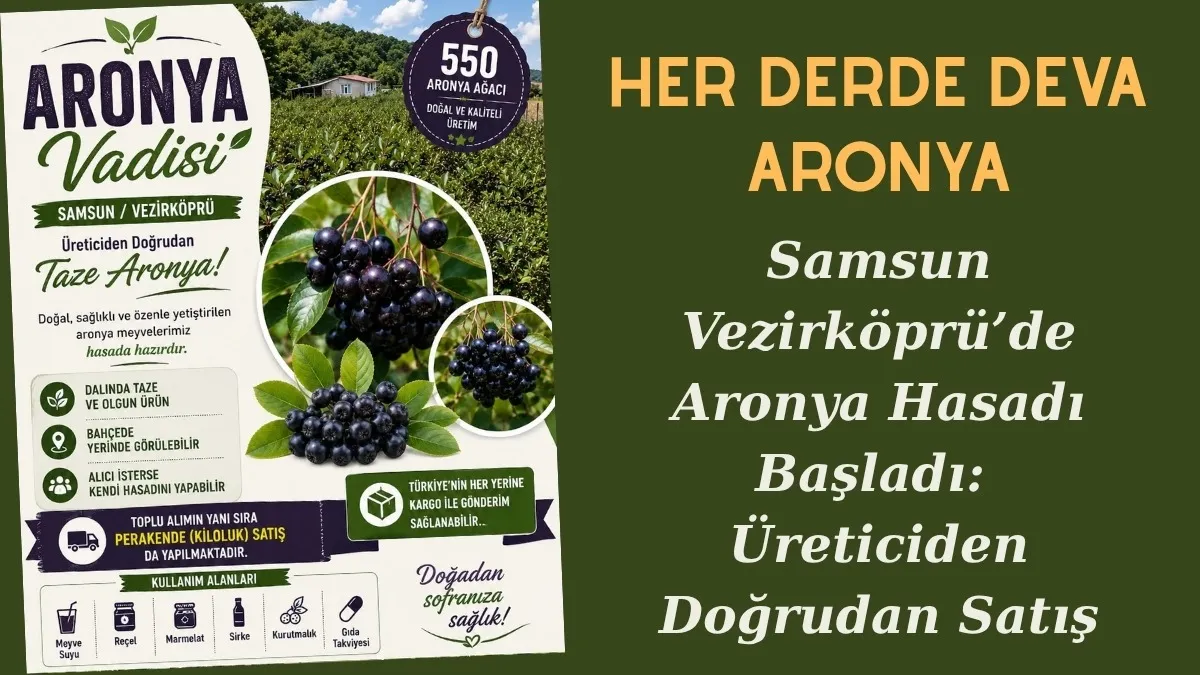 Samsun Vezirköprü’de Aronya Hasadı Başladı: Üreticiden Doğrudan Satış